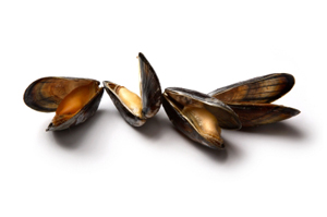 Shellfish Simulations
