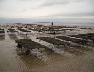 Carlingford trestles