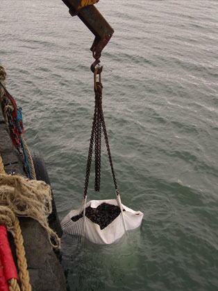 Mussel cleaning