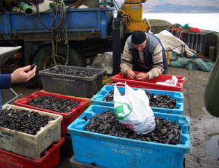 Mussel sorting