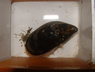 Mussel